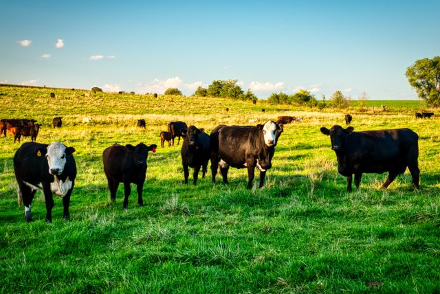 Planejamento pecuário: organização para fortalecer a produção